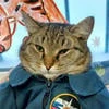 Майор Кот