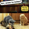 Бешеный читател