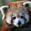 Ailurus fulgen