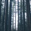 bosco_di_ombre