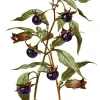 Papmori