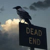 Ash Crow