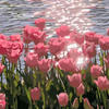 Pink_Fl0wer