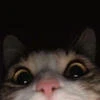 wolfiesduh