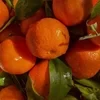 Шумный колокольчик