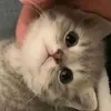 Чёрный Принц