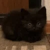 ExtreamCool