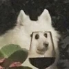pug_57