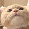 kit.q
