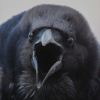 SadRaven