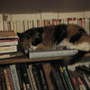 Multi_kitty