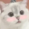 котик с зефиркой во рту