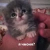 Хихикала с хахалками под хохохошками