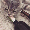 Ксар