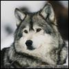 Winter Wolfling
