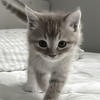 cat meow_