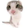 Catmint_14