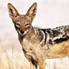 Jackal Delia
