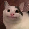 Чайный Ждун