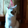 Foxy-_-