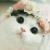 -Muwy._.Dark-