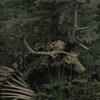 Withered Thistle