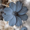 Solaris_V