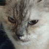 Neko_N