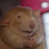 Beer Rat